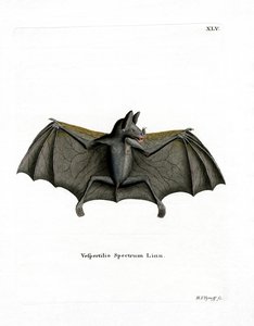 Chauve-souris spectrale - German School