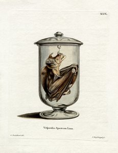 Chauve-souris spectrale