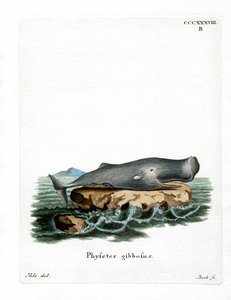 Cachalot