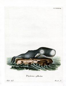 Cachalot