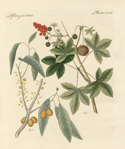 Plantes épicées