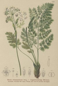 Spignel (Meum athamanticum)