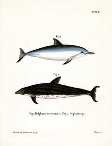Dauphin à long bec