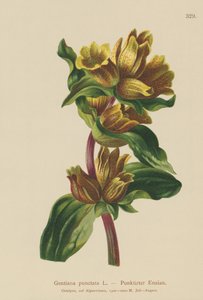 Gentiane ponctuée (Gentiana punctata)