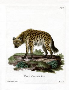 Hyène tachetée