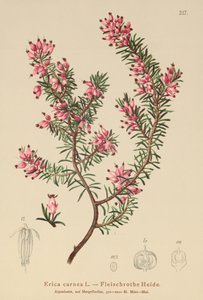 Bruyère printanière (Erica carnea) - German School