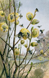 Printemps dans le monde des insectes, planche de Brehms Tierleben: Allgemeine Kunde des Tierreichs, vol.9, p.216, publié par Bibliographisches Institut, 1892 - German School