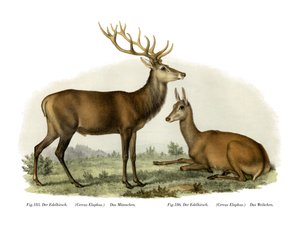 Cerf, 1860