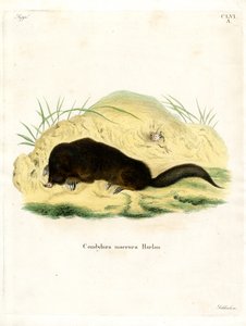 Taupe à nez étoilé