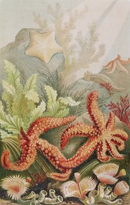 Étoile de mer, planche de Brehms Tierleben: Allgemeine Kunde des Tierreichs, vol.10, p.528, publié par Bibliographisches Institut, 1893