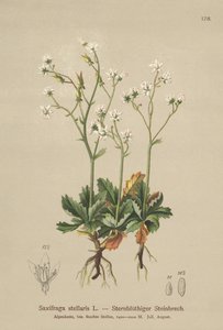 Saxifrage étoilée (Saxifraga stellaris) - German School