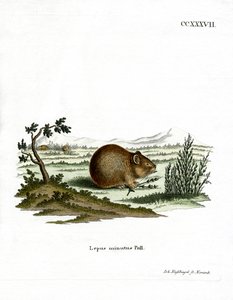 Pika des steppes