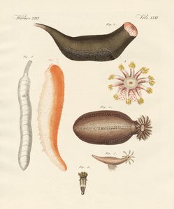 Holothuries étranges - German School