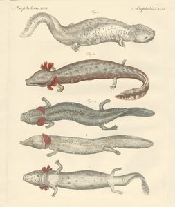 Étranges amphibiens - German School