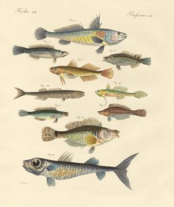 Poissons étranges et beaux