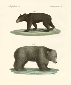 Étranges ours