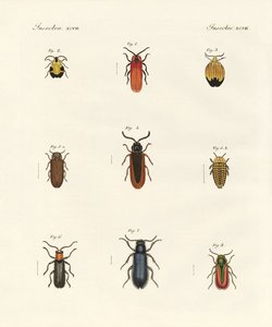 Étranges coléoptères
