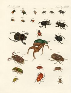 Étranges coléoptères (gravure en couleur) - German School