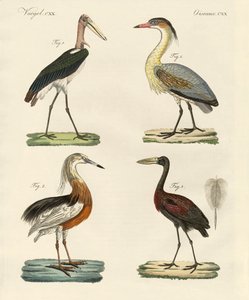 Oiseaux étranges - German School