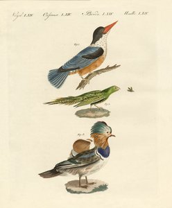 Oiseaux étranges (gravure en couleur)