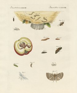 Papillons étranges