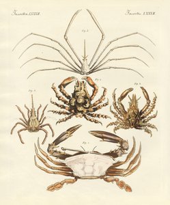 Étranges crabes (gravure en couleur)