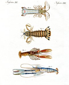 Crabes étranges - German School