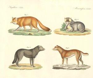 Chiens et renards étranges