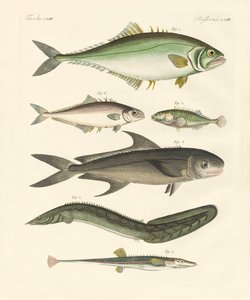 Étranges poissons - German School