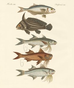 Poisson étrange - German School