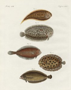 Poissons étranges