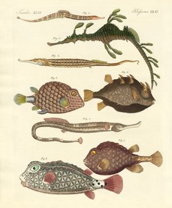 Poissons étranges - German School