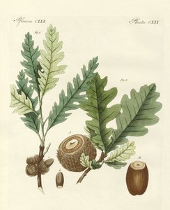 Chênes étrangers étranges (gravure en couleur)