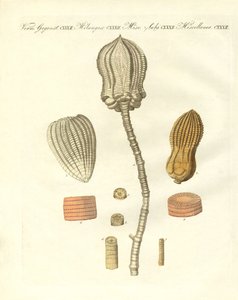 Fossilisations étranges