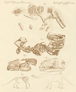 Étranges fossiles d