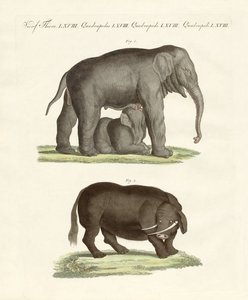 Animaux quadrupèdes étranges - German School