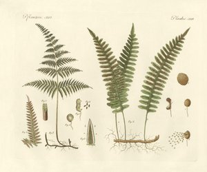 Herbes étranges
