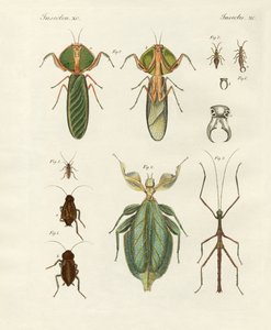 Étranges insectes