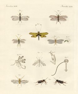 Étranges insectes
