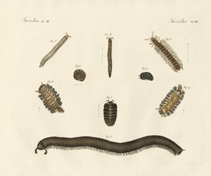 Insectes étranges - German School