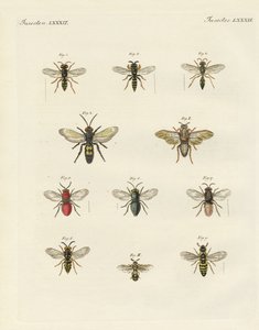 Insectes étranges - German School