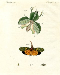Insectes étranges