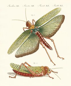 Insectes étranges