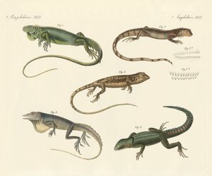 Lézards étranges - German School