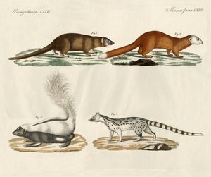 Mammifères étranges