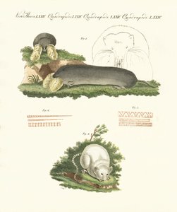 Mammifères étranges
