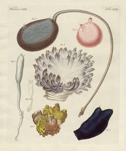 Étranges mollusques