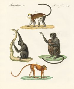Étranges singes - German School