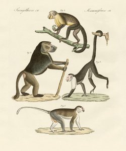 Singes étranges - German School