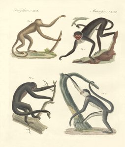 Étranges singes du nouveau continent - German School